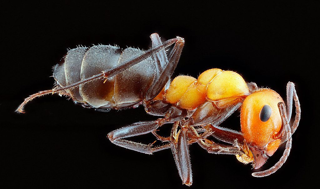 Ant Control service in Upland, CA