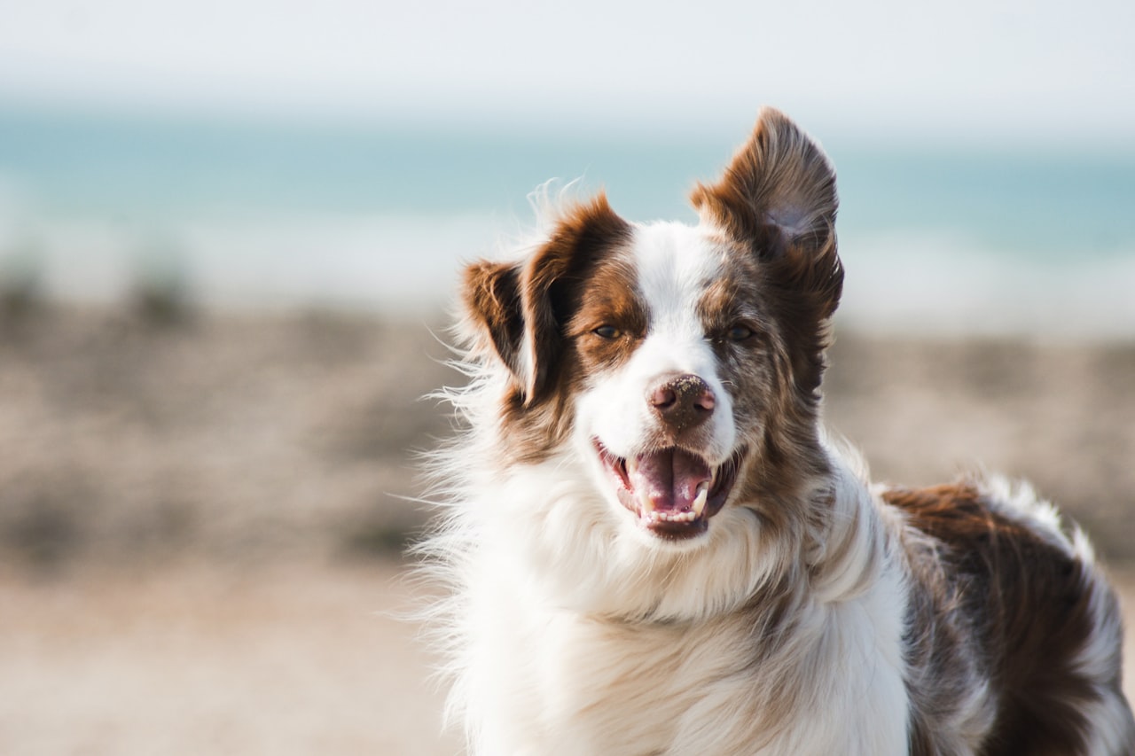 Flea & Tick Control service in Upland, CA
