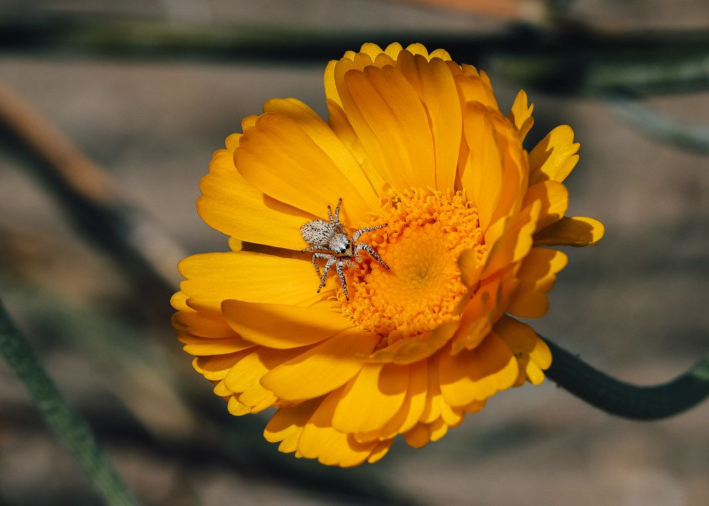 Spider Control service in Upland, CA
